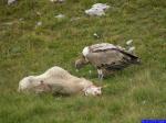 PICT8964: Vautour fauve mangeant un cadavre de mouton.