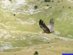 PICT8991: Vautour fauve en plein vol au dessus du Pas de la Selle.