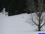 PICT0851-herbouilly: Au milieu de la neige, un ? chevreuil, chamois, biche ? trop loin malgrès le zoom 380.