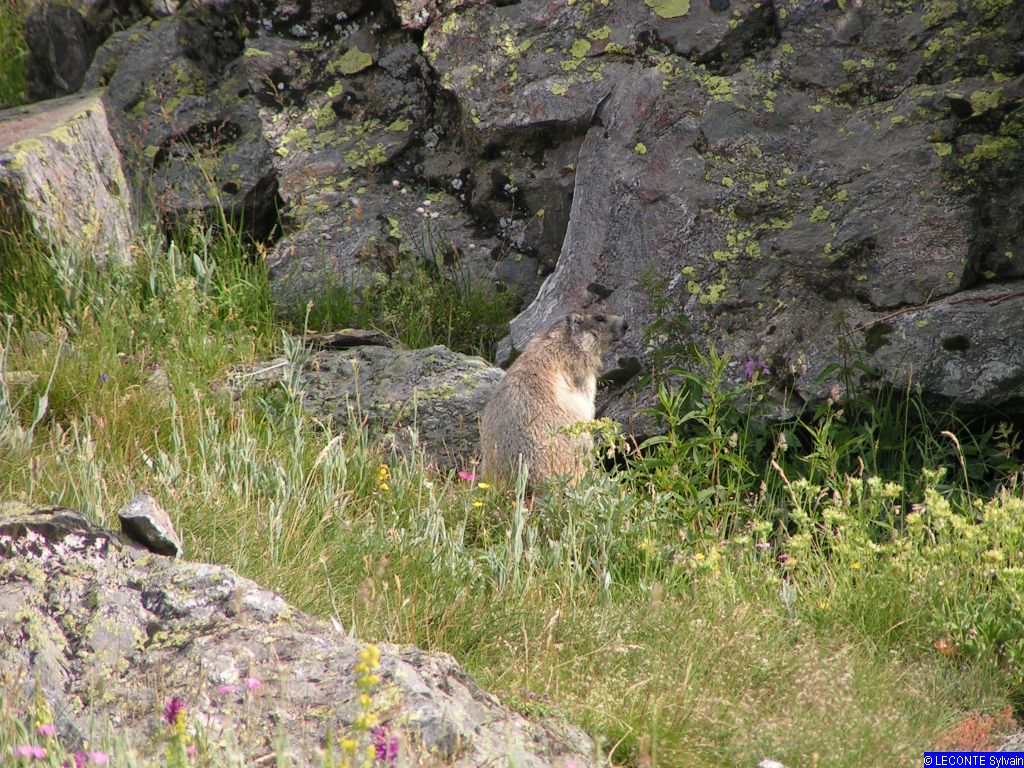 17498-Marmotte.jpg