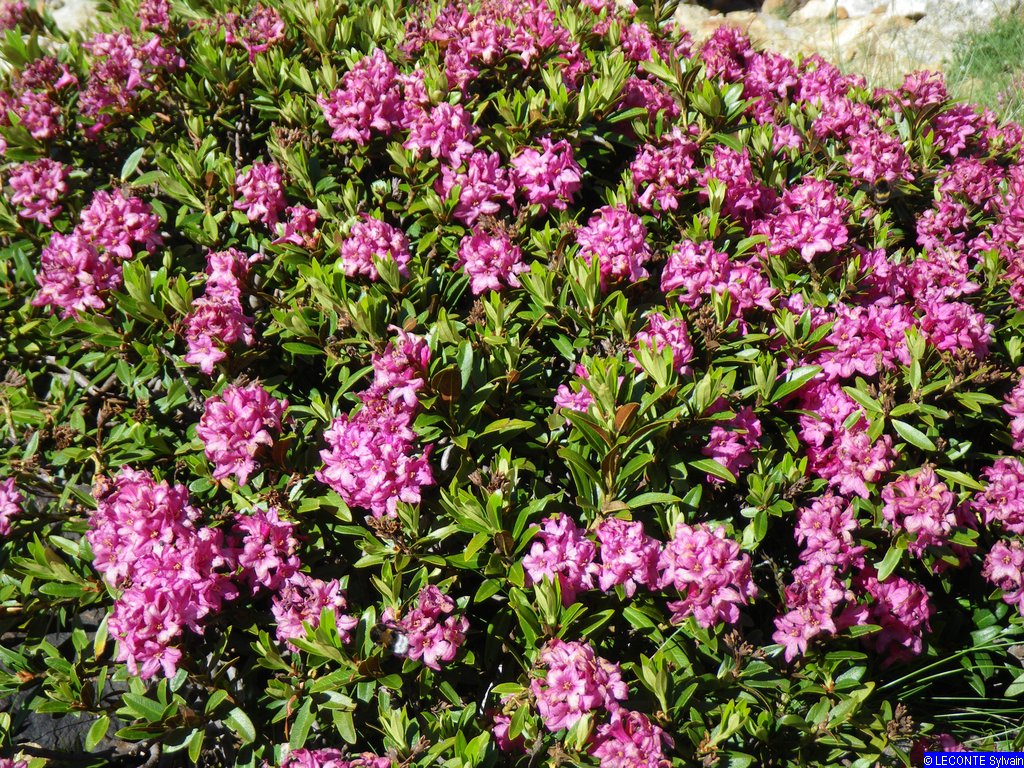 090719_1509-2234-Rhododendron_ferrugineum.jpg